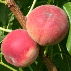 Peach tree with white flesh